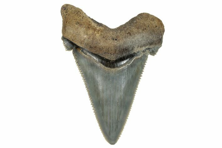 Serrated Angustidens Tooth - Megalodon Ancestor #269963